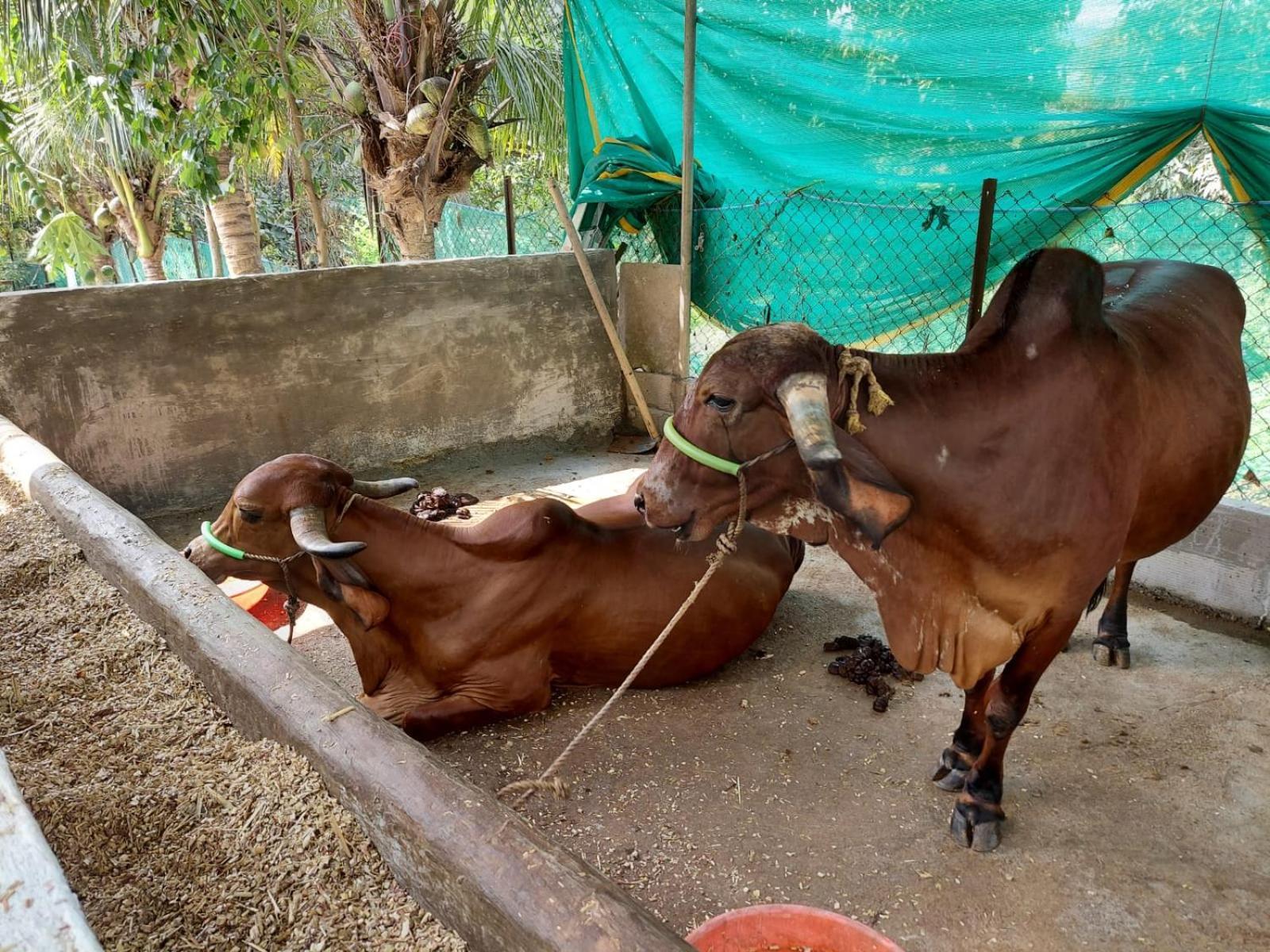 Lakshmi Farm Villa Alibag Bagian luar foto